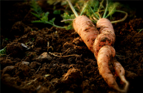 Carrots