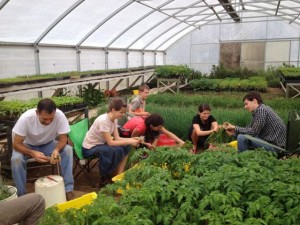 Onion Planting 2
