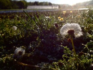 IMG_0857